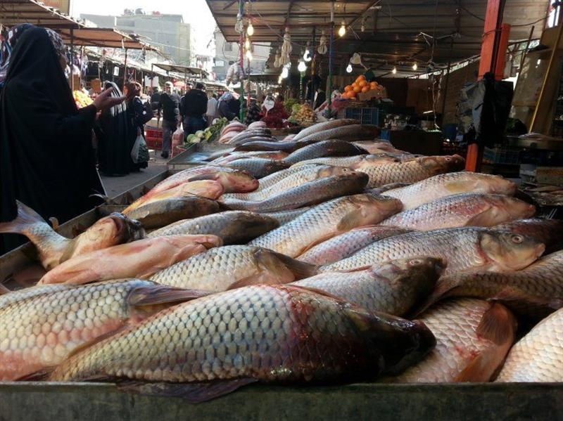 ارتفاع أسعار الأسماك في أسواق العراق.. والزراعة توضح الأسباب