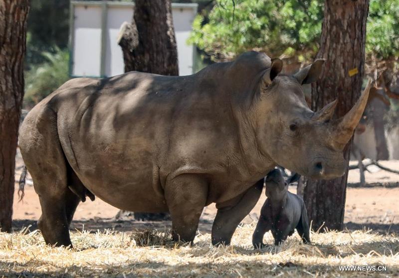 وحيد القرن يهاجم حارسة ويقتلها في حديقة حيوانات بالنمسا