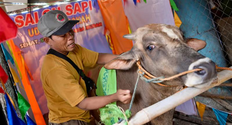 جلسات مساج للأبقار في إندونيسيا تحضيرا لعيد الاضحى