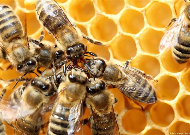 نفوق جماعي غامض لنحل العسل في كاليفورنيا بسبب مبيد حشري محظور
