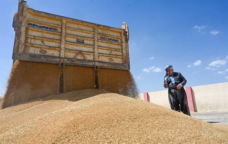الزراعة: زيادة الإنتاج في محصول الحنطة وصل إلى 6 ملايين طن
