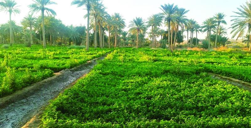 الزراعة تؤكد وصول العراق إلى مرحلة الإنتاج الكمي للبذور الخضراء
