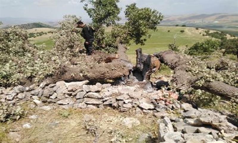 الشرطة: غابات السليمانية معرضة للخطر بعد قطع شجرة عمرها 100 عام