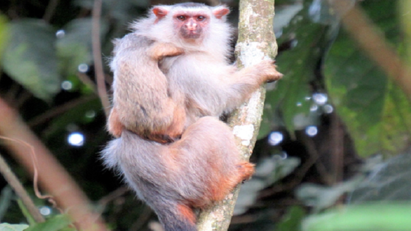 اكتشاف أنواع جديدة من القردة في منطقة الأمازون البرازيلية