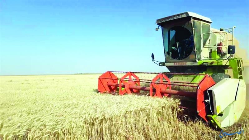 الزراعة: الموسم الحالي لمحاصيل الحنطة والشعير والرز العنبر هو 