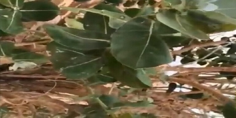 استشاري يحذر من شجرة تصيب من يقترب منها أو يلمسها بالعمى (فيديو)
