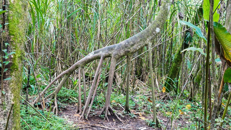 ما حقيقة الأشجار التي يمكنها المشي 20 مترا كل عام في الإكوادور؟
