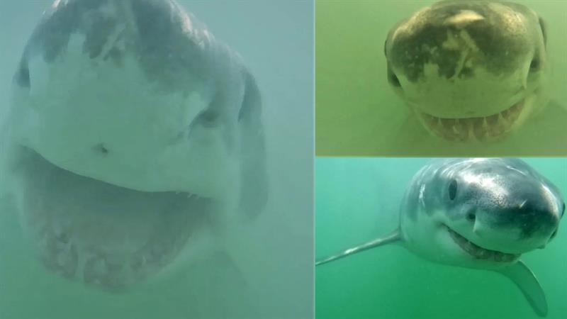مصور يسجل لقطات مذهلة لأسماك القرش البيضاء الكبيرة 