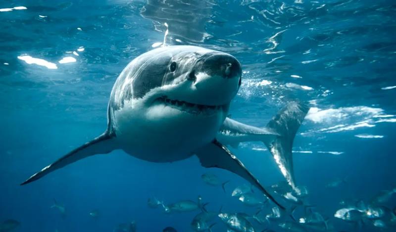 العثور على نسبة كبيرة من الكوكاين داخل أسماك القرش في البرازيل