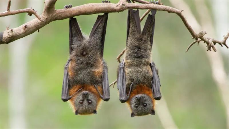 دراسة أمريكية: الخفافيش قد تلعب دورا فعالا في علاج السرطان
