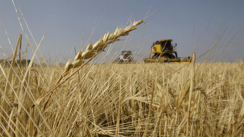 الزراعة تعلن عن جاهزيتها لاستقبال كميات الحنطة من الفلاحين والمزارعين