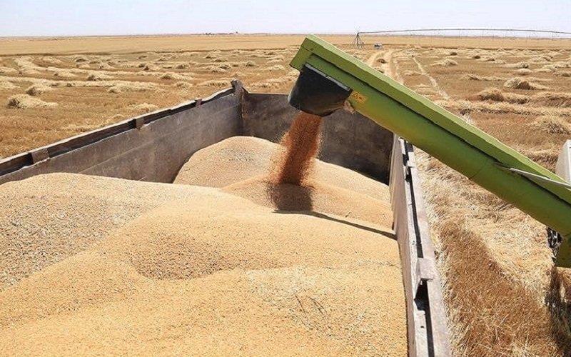 وزارة التجارة تعلن عن خزين استراتيجي يكفي لعام كامل من الحبوب 