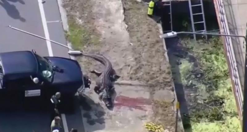 في فمه بقايا جثة بشرية.. ظهور تمساح ضخم بطول 4 أمتار في فلوريدا الأمريكية 