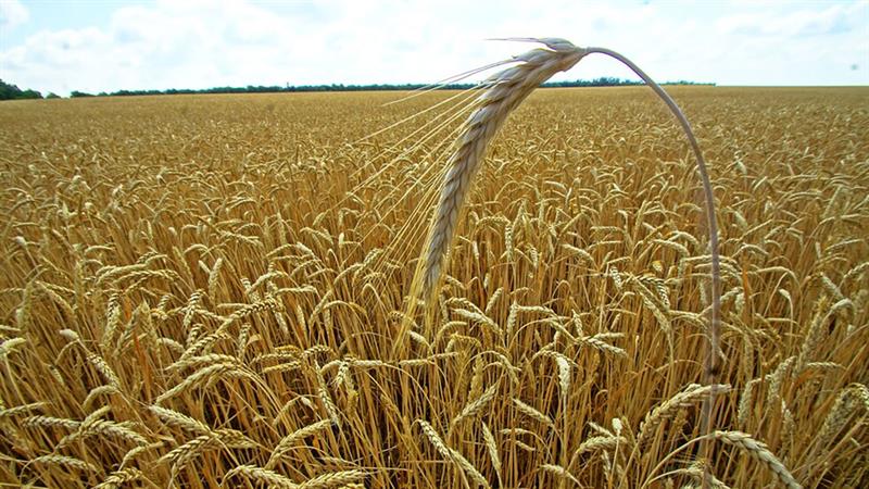 وزير الزراعة يتوقع وصول إنتاج القمح إلى 7 ملايين طن خلال الموسم الحالي
