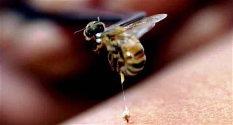حالة نادرة.. لدغة نحلة في العين تؤدي إلى مضاعفات خطيرة لرجل في أمريكا
