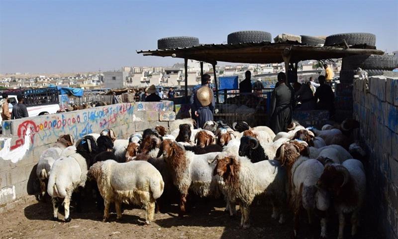 السليمانية تمنع بيع المواشي إلى مناطق ومدن وسط وجنوب العراق اعتبارا من الشهر المقبل