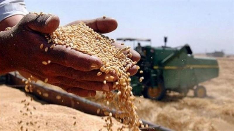 العراق يتوقع تحقيق الاكتفاء الذاتي من الحنطة هذا الموسم