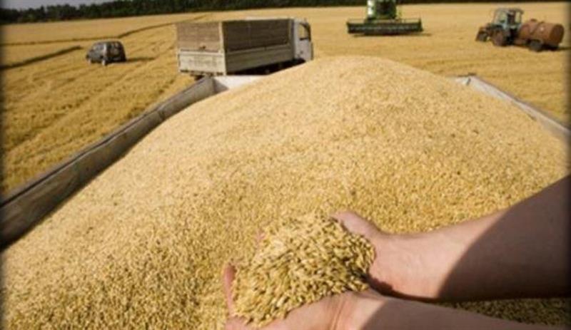 إجراءات حكومية للحفاظ على خزين الحنطة بالتزامن مع الأمطار
