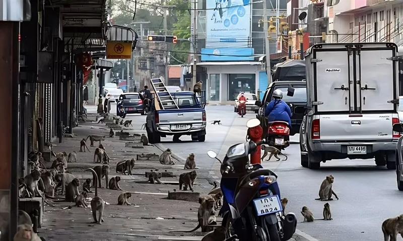 خطة لإحلال السلام بين البشر والقردة في مدينة تايلاندية تشبه أفلام 