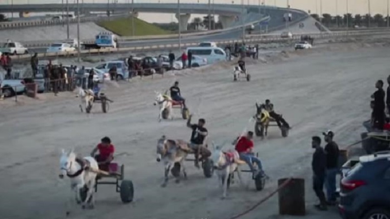 فيديو: سباق للحمير في البحرين يشهد اهتماما واسعا 

