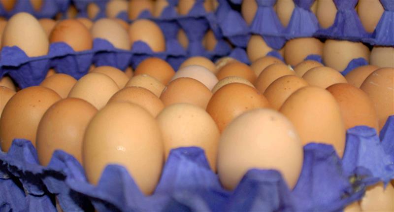 إيران تستعد لتصدير 300 ألف طن من بيض المائدة الى العراق و 8 دول اخرى