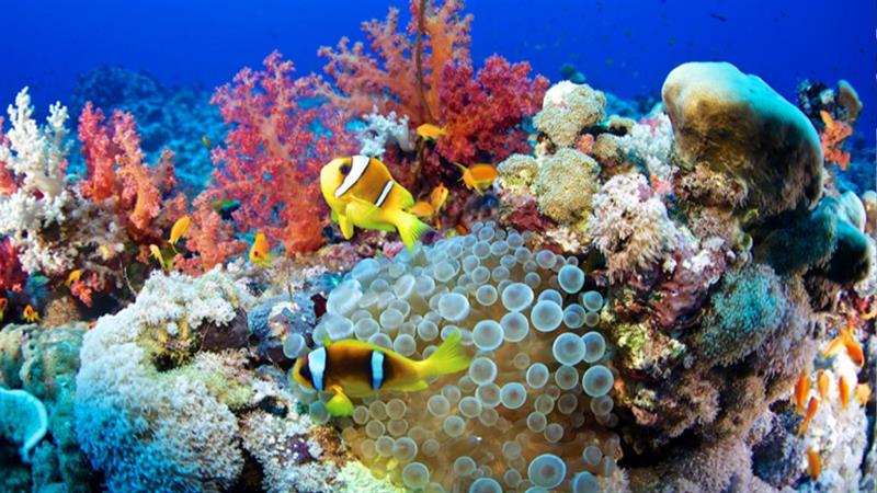 جوجل تلجأ إلى الذكاء الاصطناعي لإنقاذ الشعاب المرجانية
