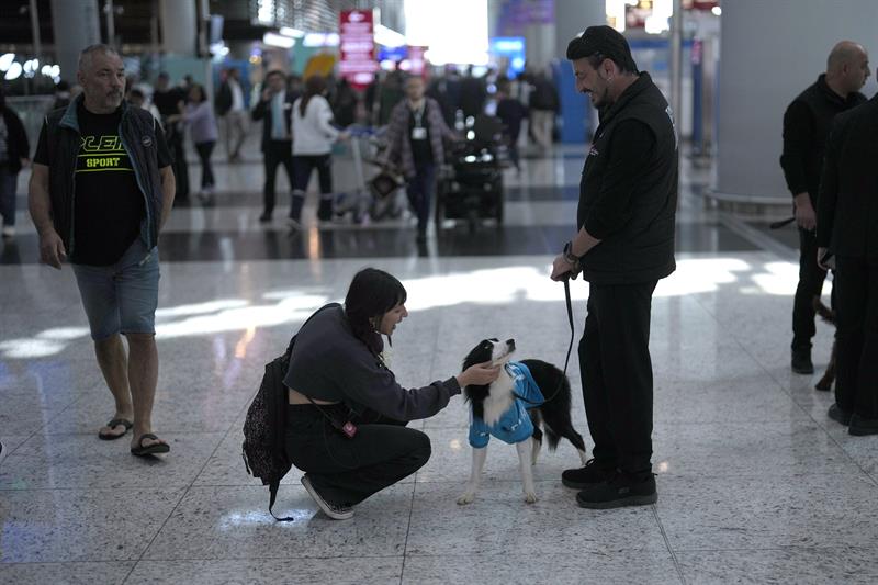 كلاب تتجول في مطار اسطنبول.. والسبب 