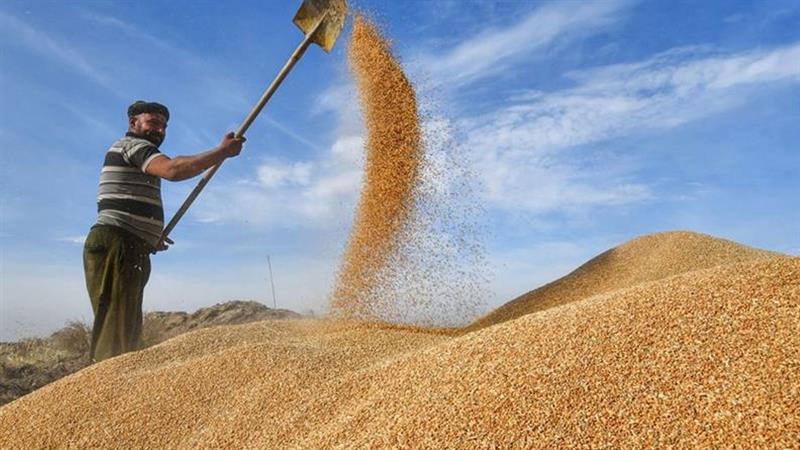 ئەمڕۆ پارەی جوتیارانی ئەم ناوچەیە دابەشدەکرێت

