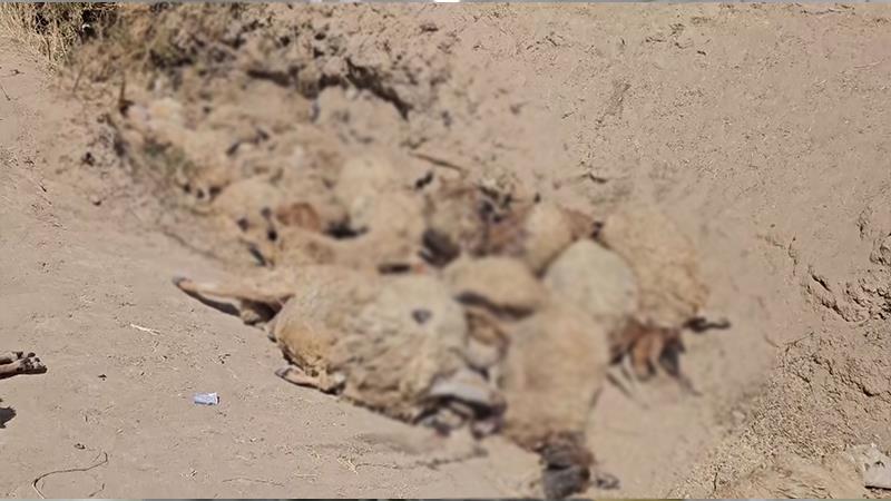لە سنووری دهۆک نزیکەی ٢٠٠ سەرمەڕ مرداربوونەوە؛ خاوەنەکەشیان جەڵتە لێیدا 