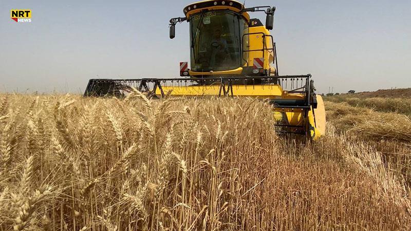  تۆوی گەنمی پلەیەک بەسەر جوتیاراندا دابەشدەکرێت