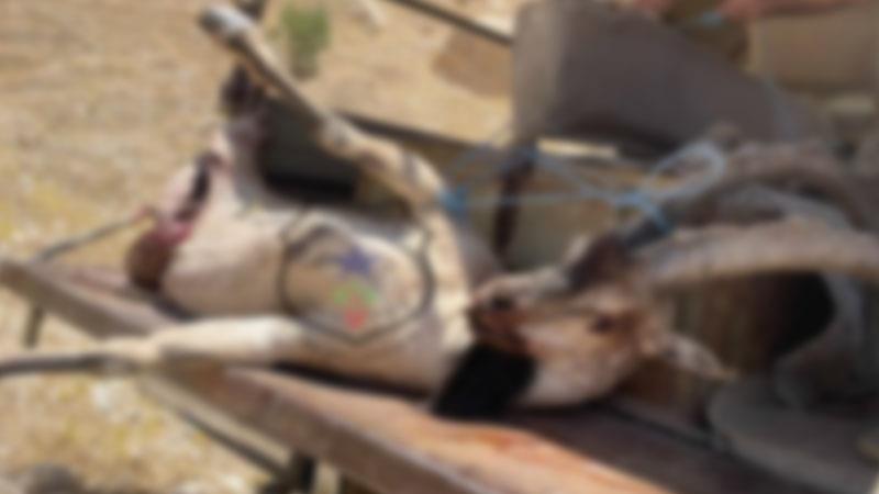 پۆلیسی دارستان؛ لە سنووری دەربەندیخان کەڵەکێوییەکی مردارەوبوو دۆزرایەوە

