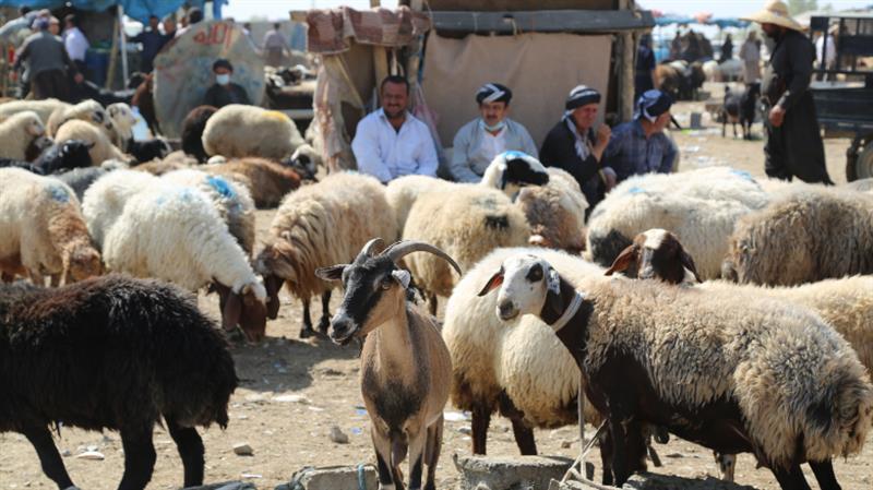 قائیمقامی سلێمانی لەبارەی تای خوێنبەربوونەوە هۆشداری دەدات