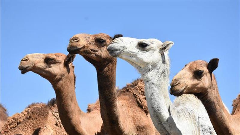 سەربڕینی وشتر لە هەولێر قەدەغەکرا