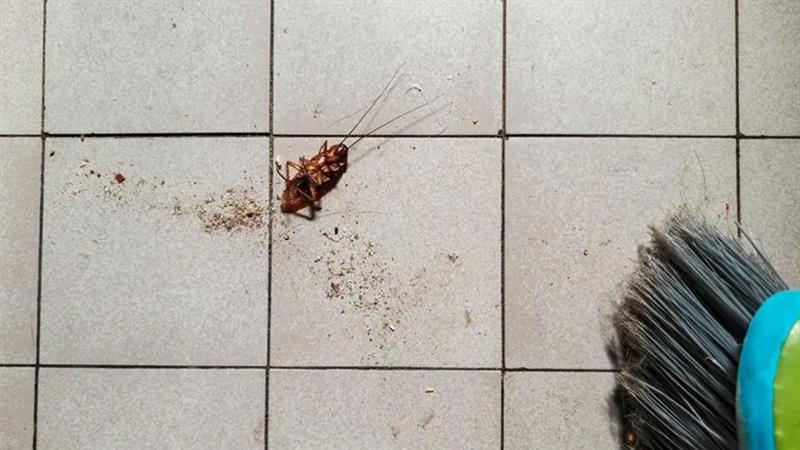 لەپێناو کوشتنی سیسرکێک؛ ژنێک باڵەخانەیەکی سوتاند
