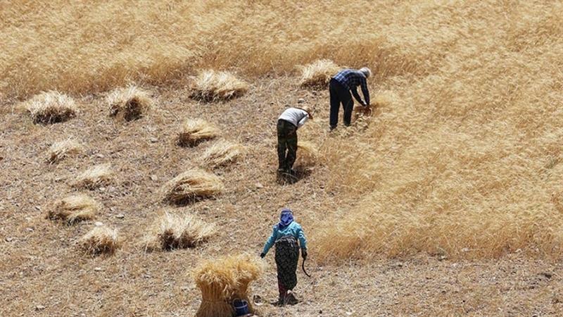 وادەی دابەشکردنی پارەی گەنمی جوتیاران راگەیەندرا