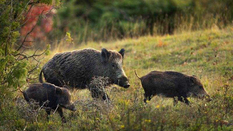لە سنووری داقوق بەهۆی هێرشی بەرازەوە دوو کەس برینداربوون