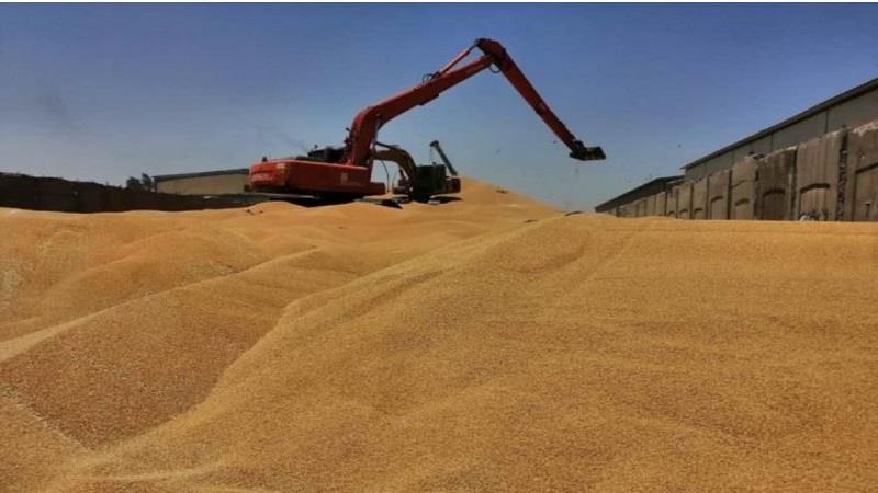 بۆ وەرگرتنی چەکی پارەی گەنمەکانیان؛ جوتیارانی ئەم سنوورە ئاگاداردەکرێنەوە