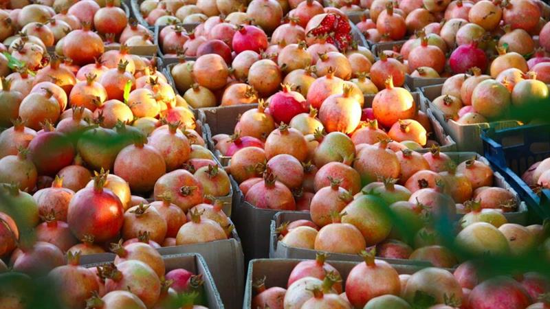 چەند رێنماییەک بۆ فێستیڤاڵی هەناری هەڵەبجە راگەیەندرا

