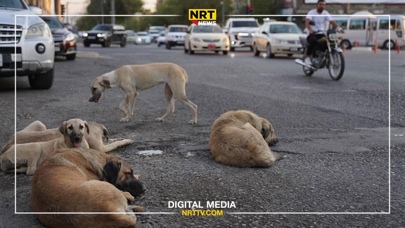 شارەوانی سلێمانی: هەڵمەتی گرتنی سەگی بێلانە بەردەوامە