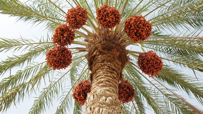 عێراق هەناردەکردنی خورما زیاد دەکات