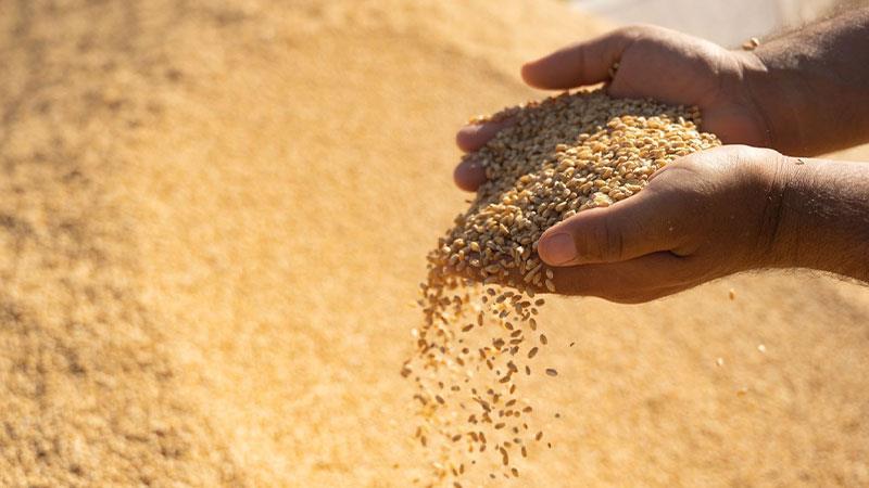 وادەی وەرگرتنی گەنم لە جوتیارانی سنووری هەولێر دیاریکرا
