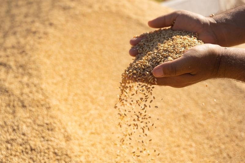 عێراق بەشی شەشەمی پارەی گەنمی جوتیاران خەرجدەکات
