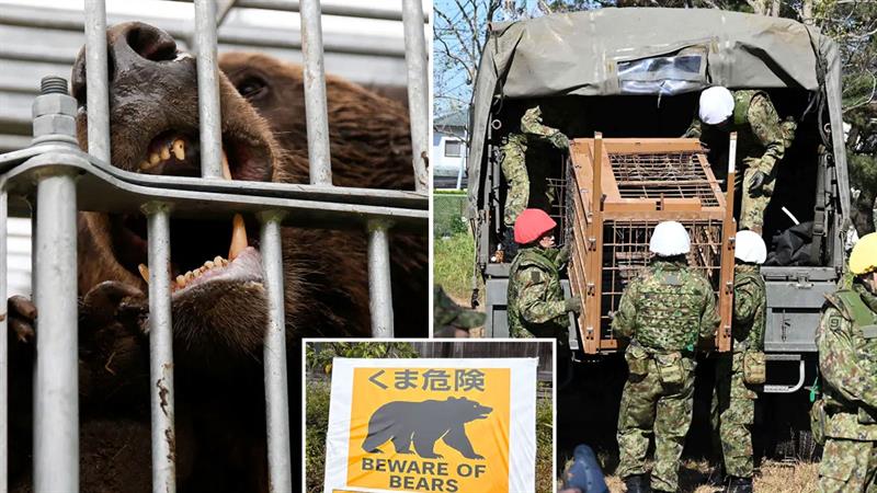 لە ترسی ورچەکان سوپایەکی گەورە خرانە ئامادەباشییەوە
