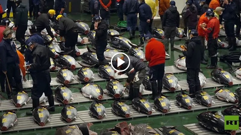 ڤیدیۆ.. لە زیادکردنێکی ئاشکرادا لە ژاپۆن چەندین ماسی تونە بە نرخێکی گران فرۆشران