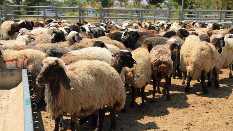 کوشتارگەی هەولێر: رێژەی قوربانیکردن لە یەکەم رۆژی جەژندا کەمترە لە پار

