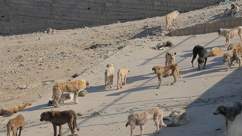 لە مانگی رابردوودا لە نەخۆشخانەیەکی هەولێر ٧٩ حاڵەتی گەستنی سەگ هەبووە
