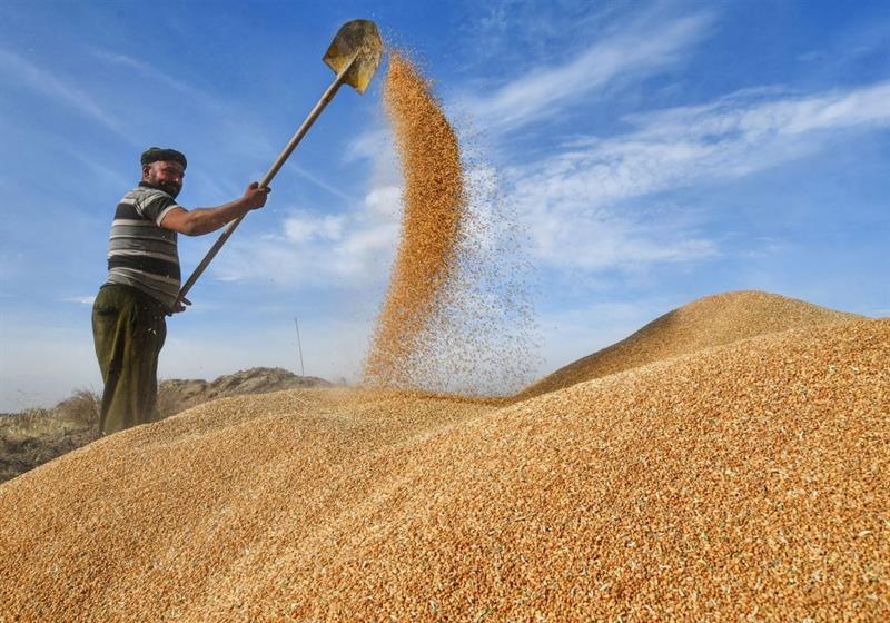 بازرگانی عێراق: کۆگایەکی گەنمی ستراتیژیمان هەیە کە بەسە بۆ دابینکردنی پێداویستییەکانی ساڵی داهاتوومان